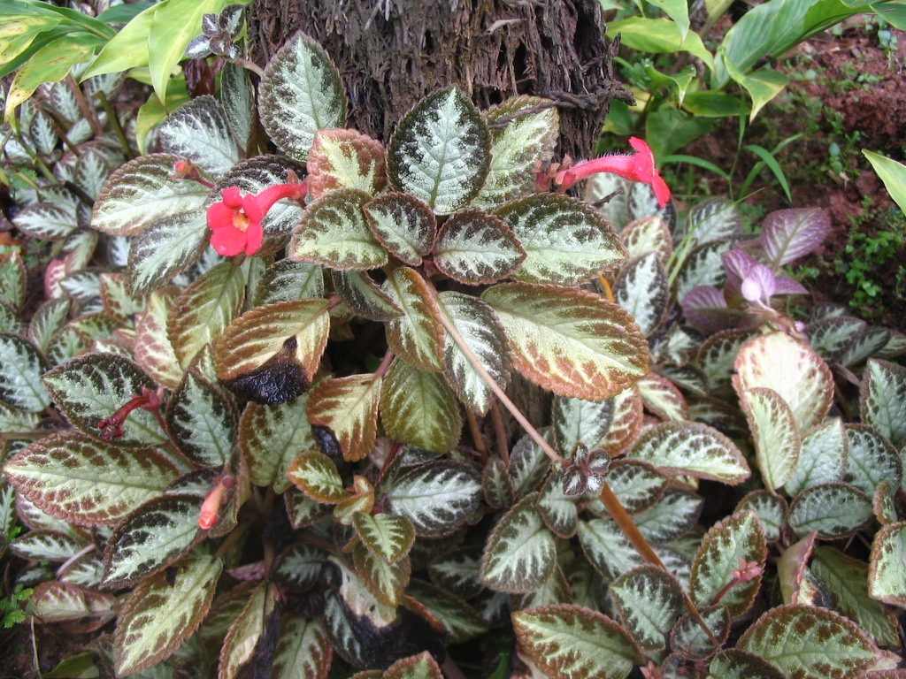 喜荫花参考实拍 3