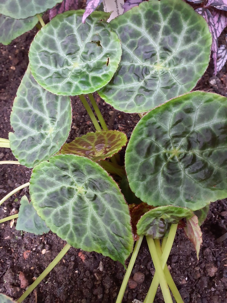 火焰秋海棠参考实拍 1