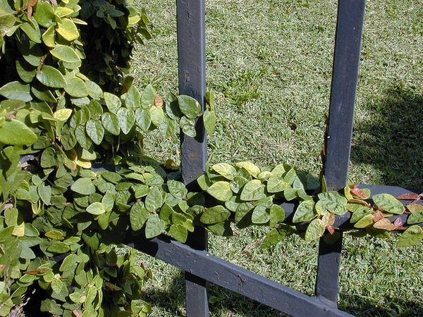 薜荔参考实拍 1