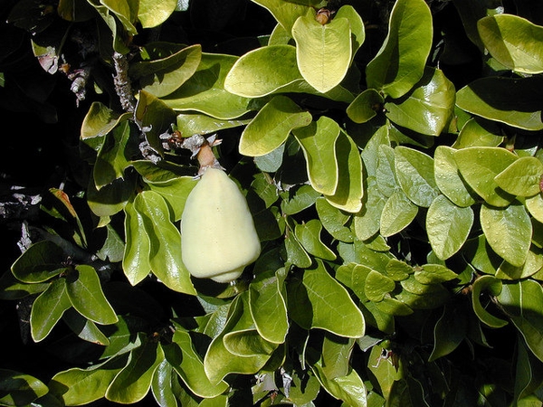 薜荔参考实拍 2
