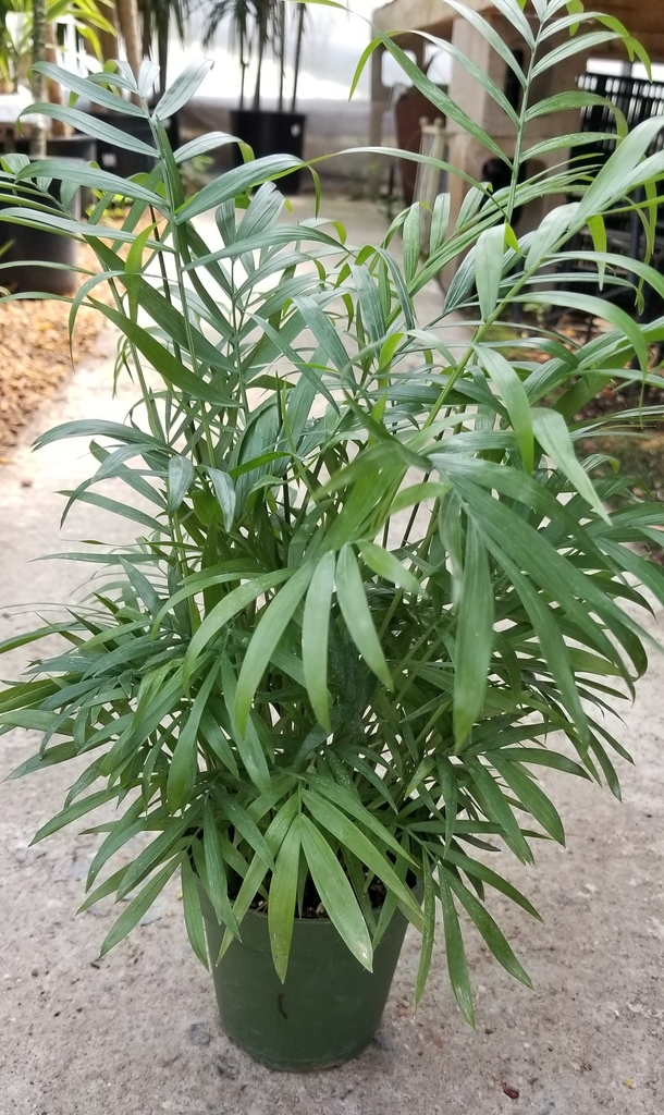 袖珍椰子参考实拍 1