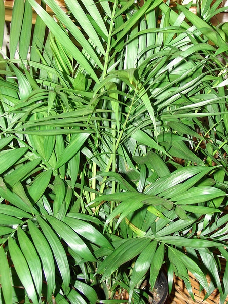 袖珍椰子参考实拍 2