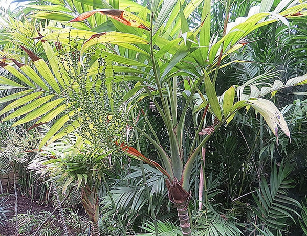 袖珍椰子参考实拍 3