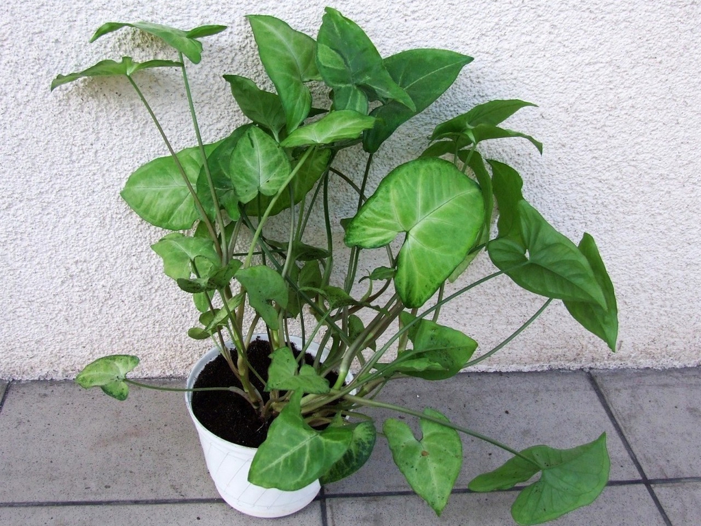 合果芋参考实拍 1