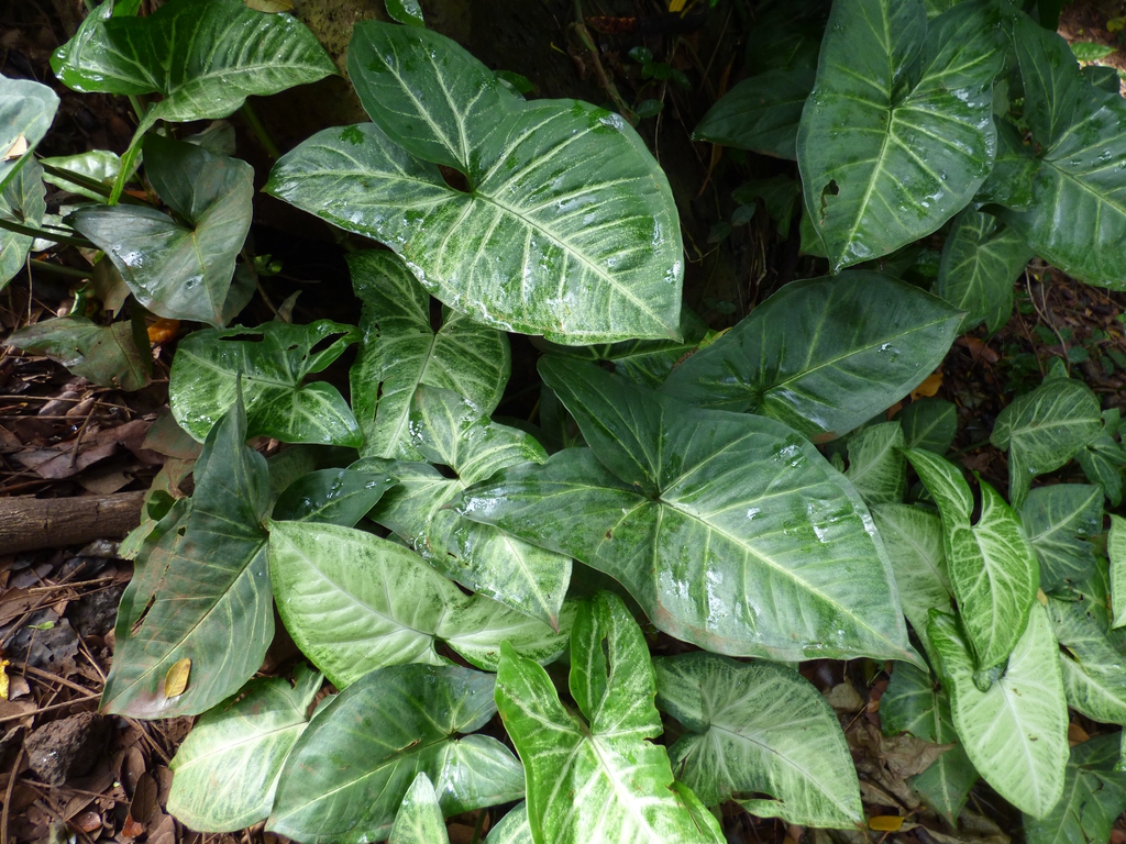 合果芋参考实拍 2