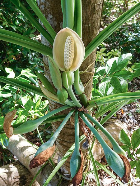 合果芋参考实拍 3