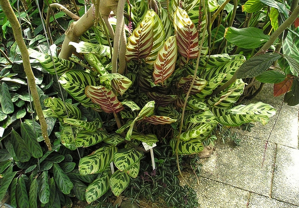 孔雀竹芋参考实拍 1