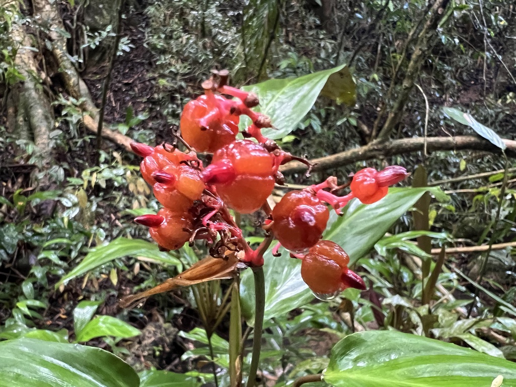 红背竹芋(参考名)参考实拍 1