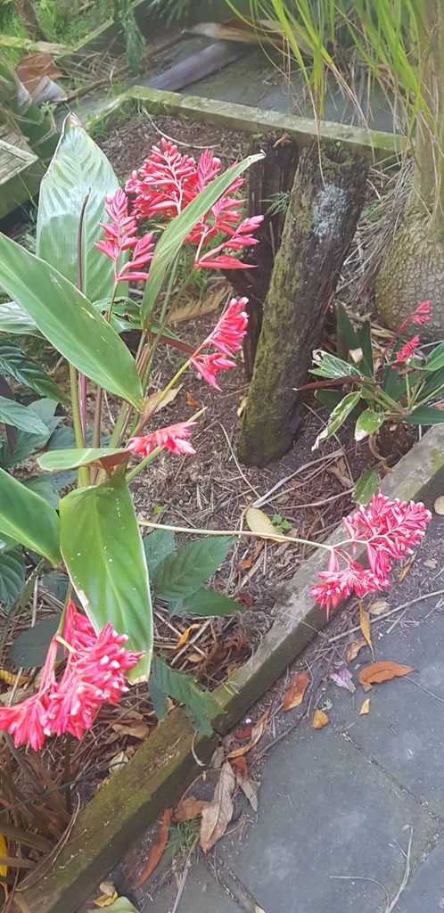 红背竹芋(参考名)参考实拍 3