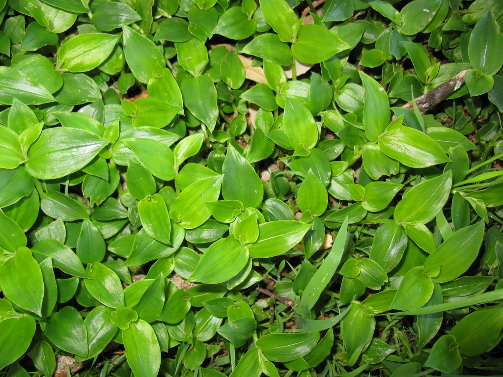 白花紫露草参考实拍 1