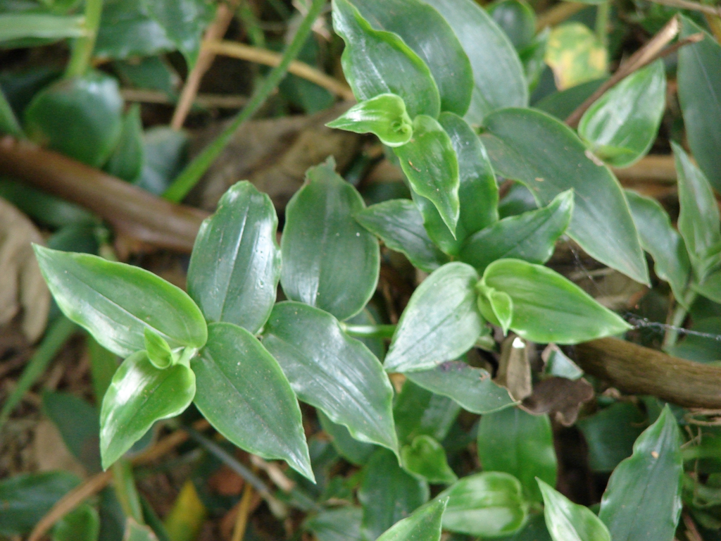 白花紫露草参考实拍 2