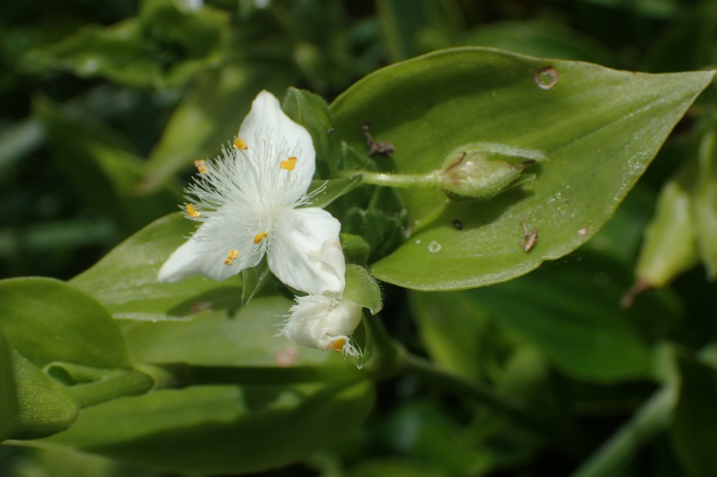 白花紫露草参考实拍 3