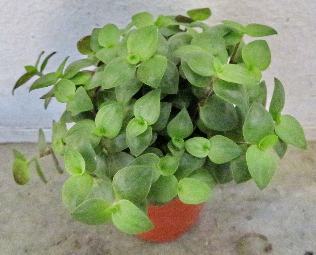 小叶锦竹草参考实拍 2