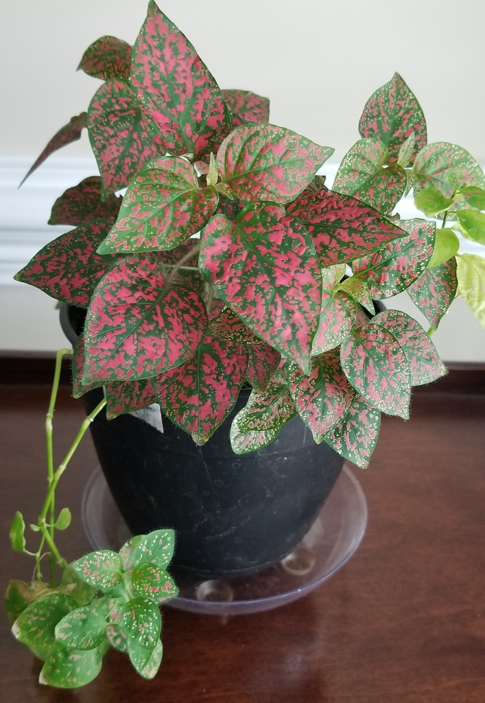 斑叶草参考实拍 1