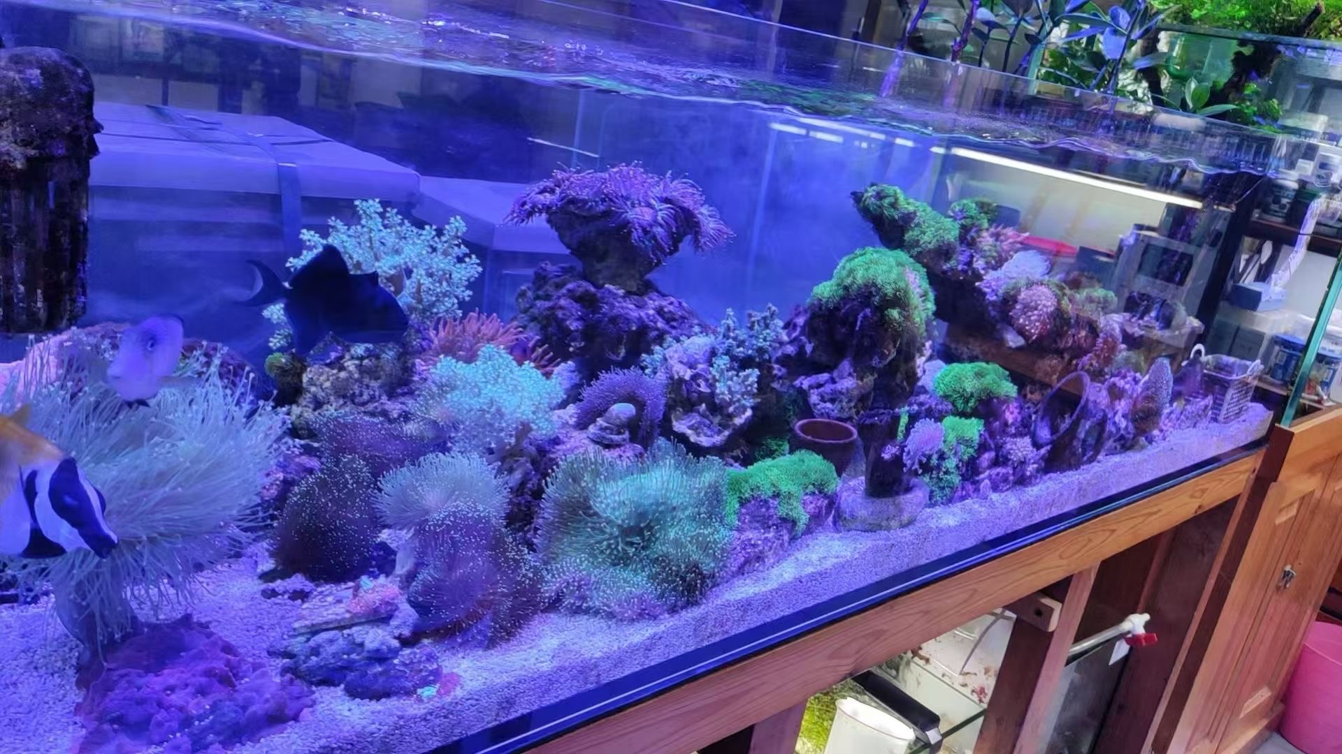 雨水渔舍实拍：海缸里的珊瑚与鱼