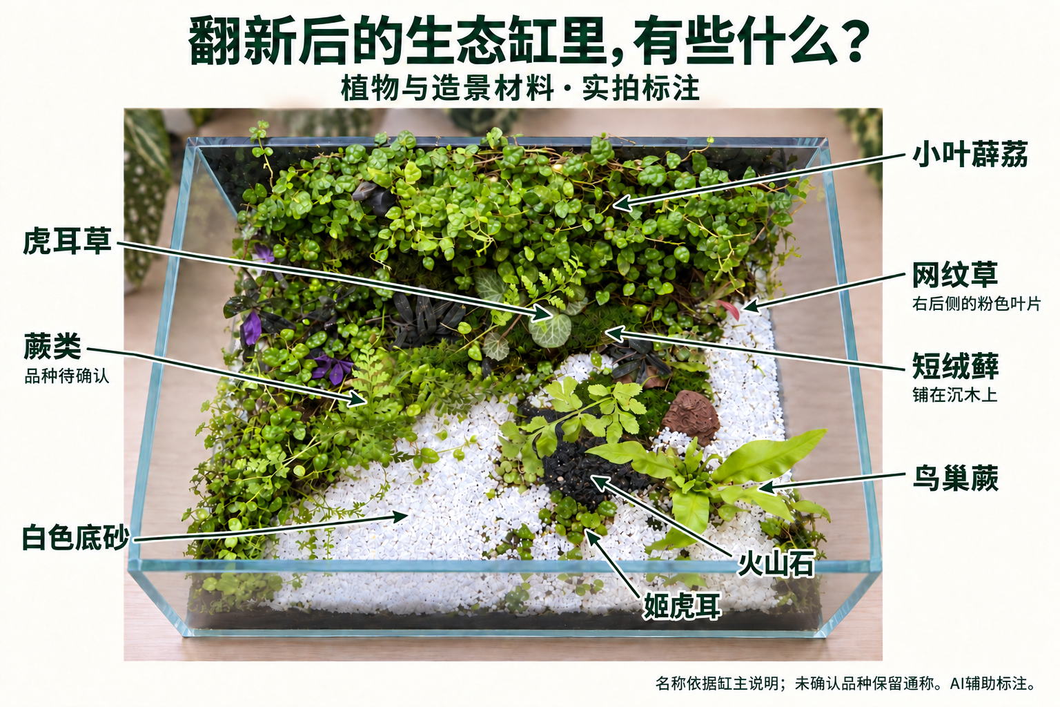 翻新后的生态缸植物与造景材料九处标注图