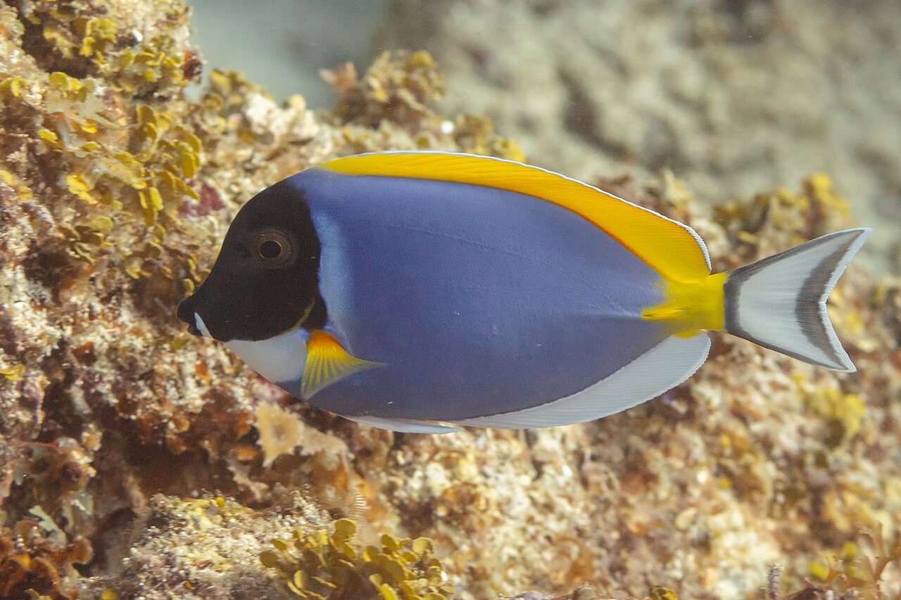 粉蓝吊参考实拍 1