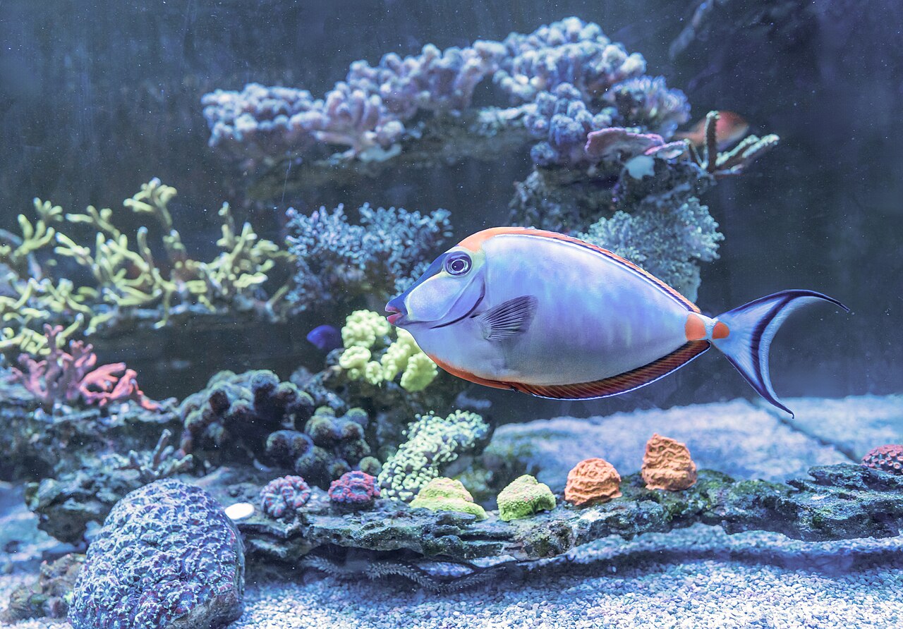 鼻吊参考实拍 1
