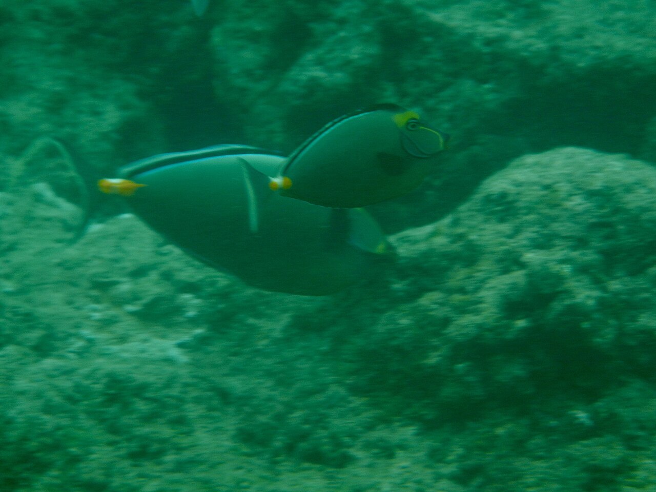 鼻吊参考实拍 3