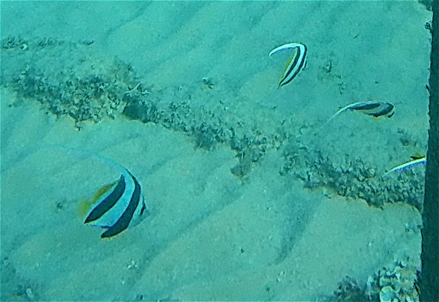 群游马夫鱼参考实拍 2