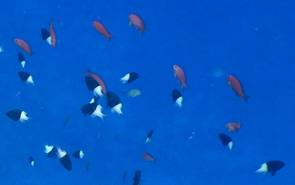 琴尾花鮨参考实拍 2