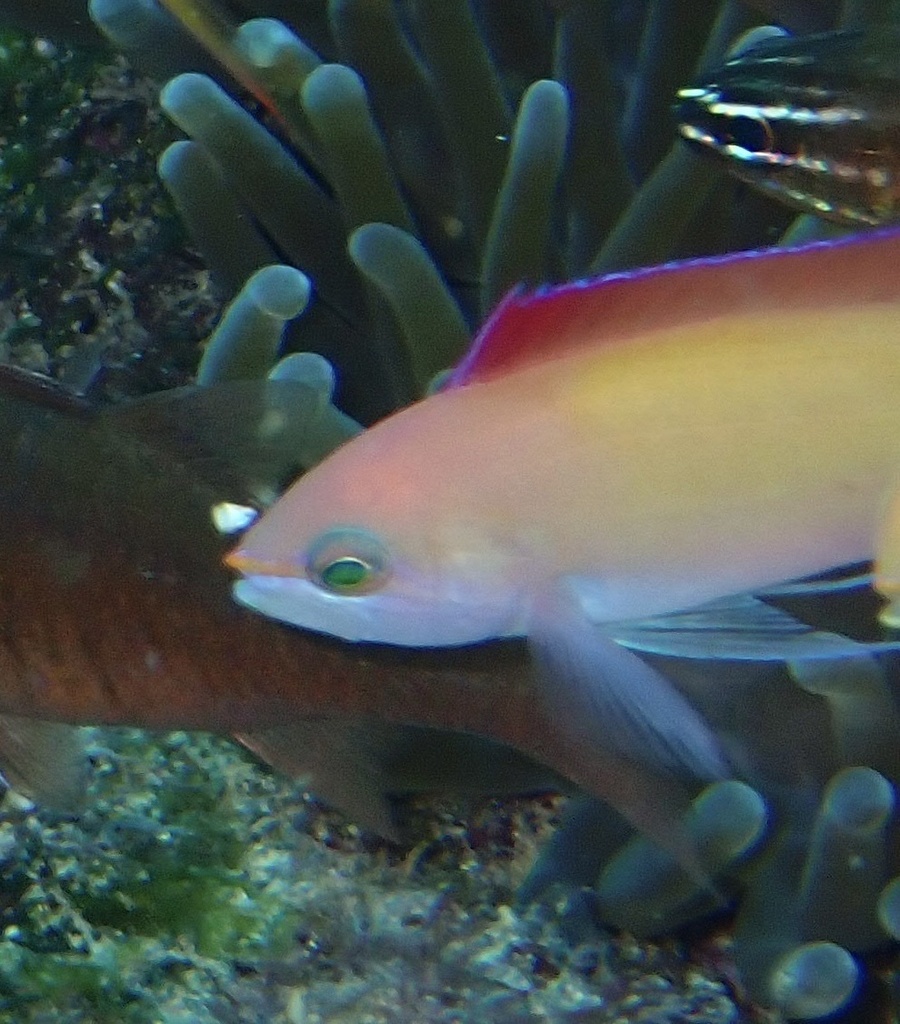 异色花鮨参考实拍 1