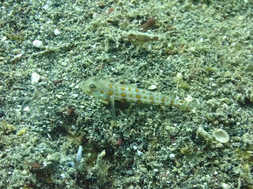 钻石虾虎参考实拍 3