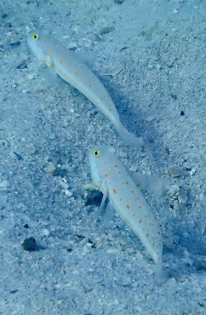 钻石虾虎参考实拍 1