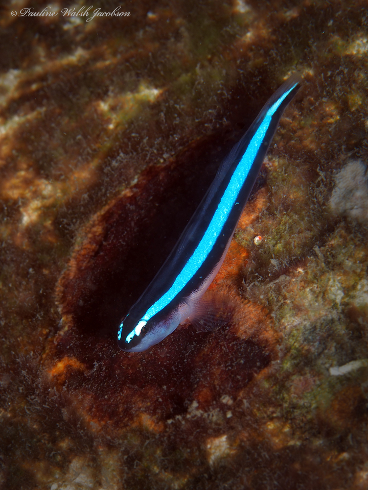 霓虹虾虎参考实拍 1
