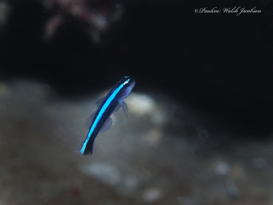 霓虹虾虎参考实拍 3