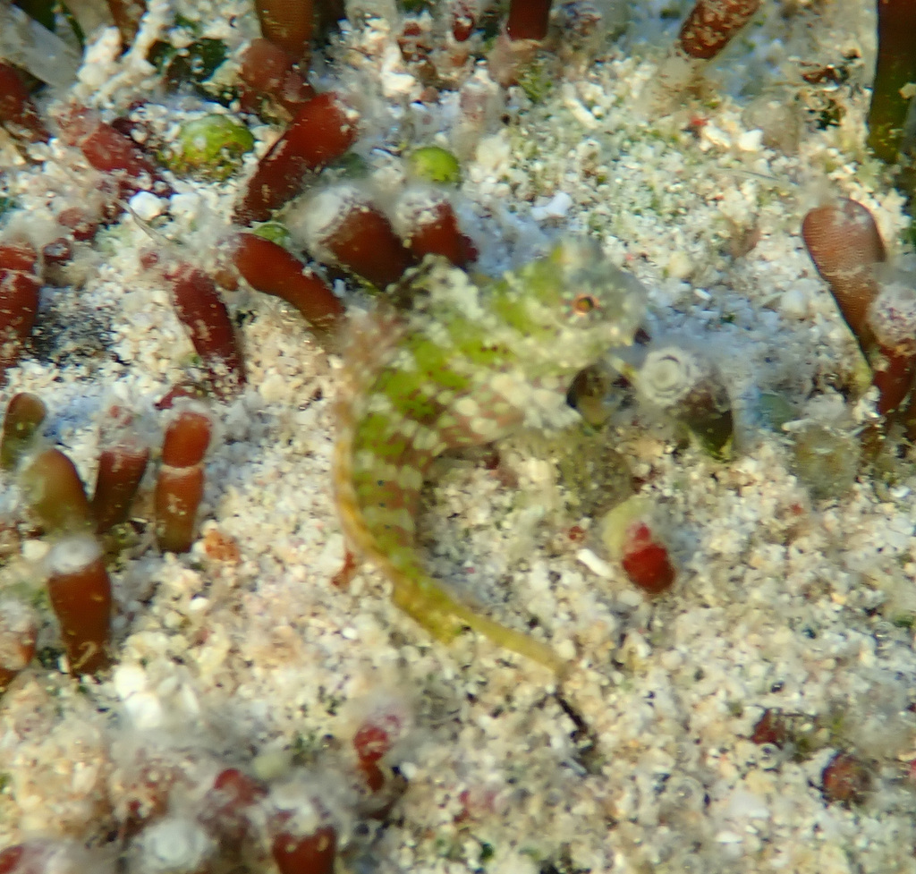 食藻鳚参考实拍 1