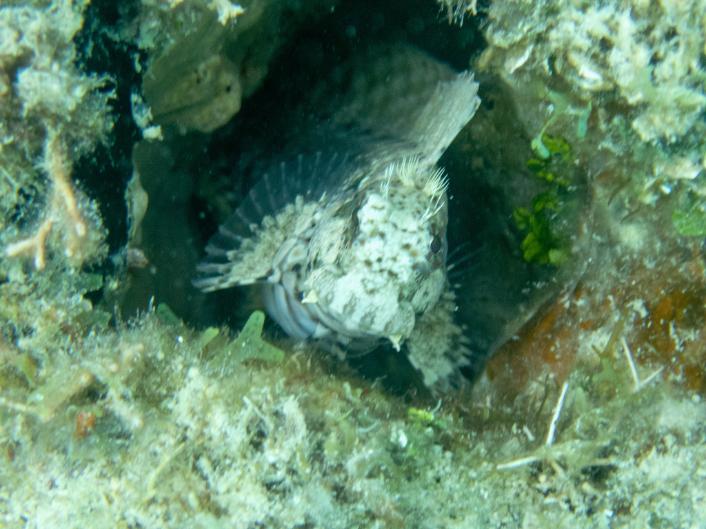 食藻鳚参考实拍 2