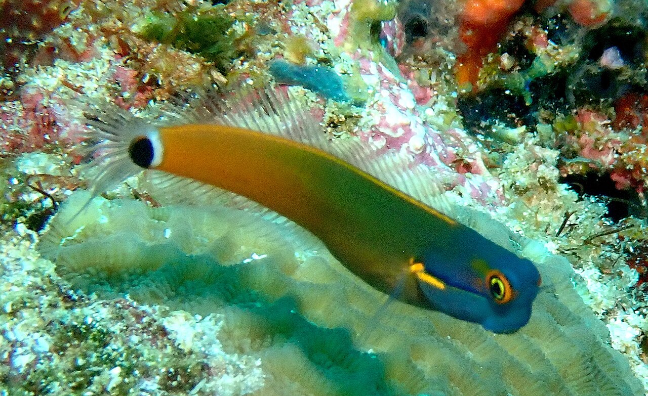 尾斑鳚参考实拍 1