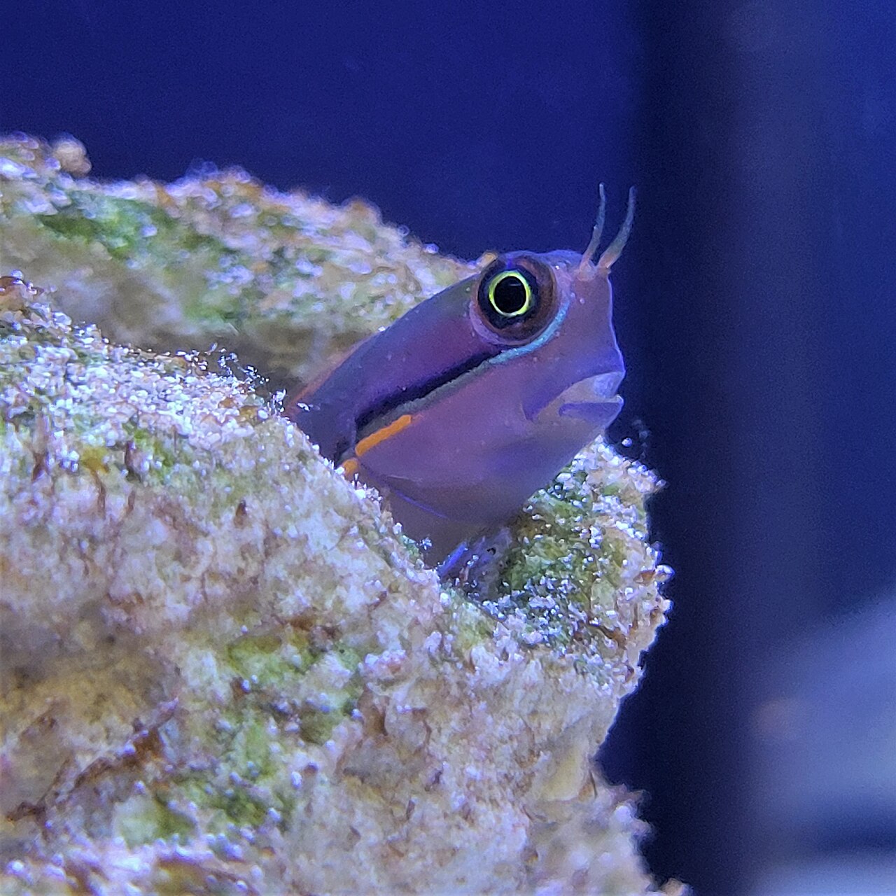 尾斑鳚参考实拍 2