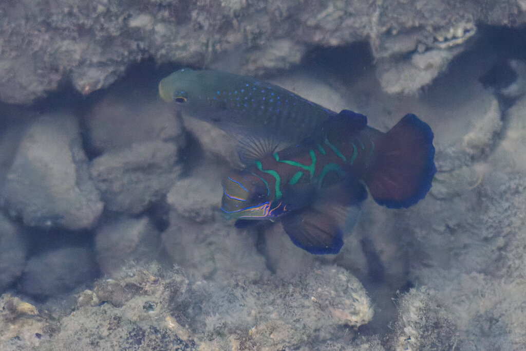 青蛙鱼参考实拍 1
