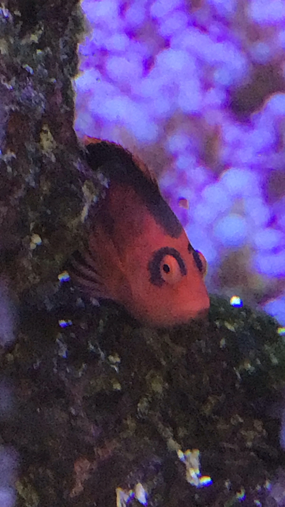 火焰鹰鱼参考实拍 2