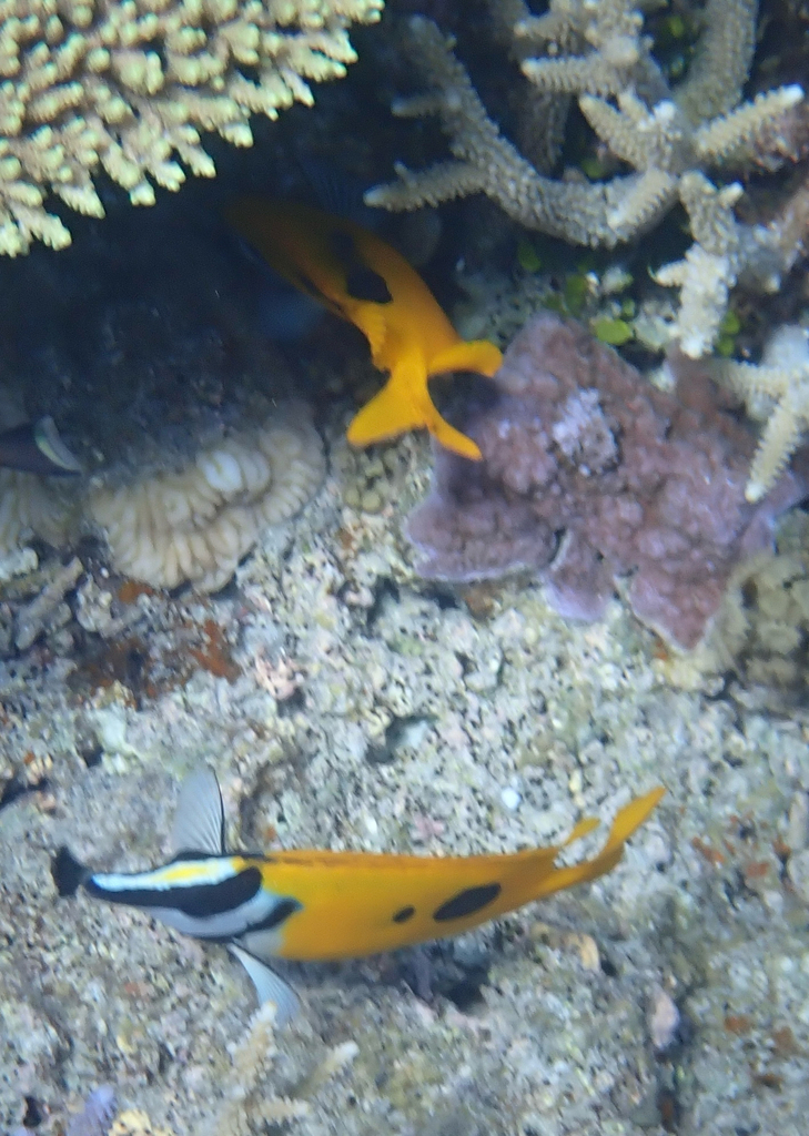 一斑狐狸鱼参考实拍 1