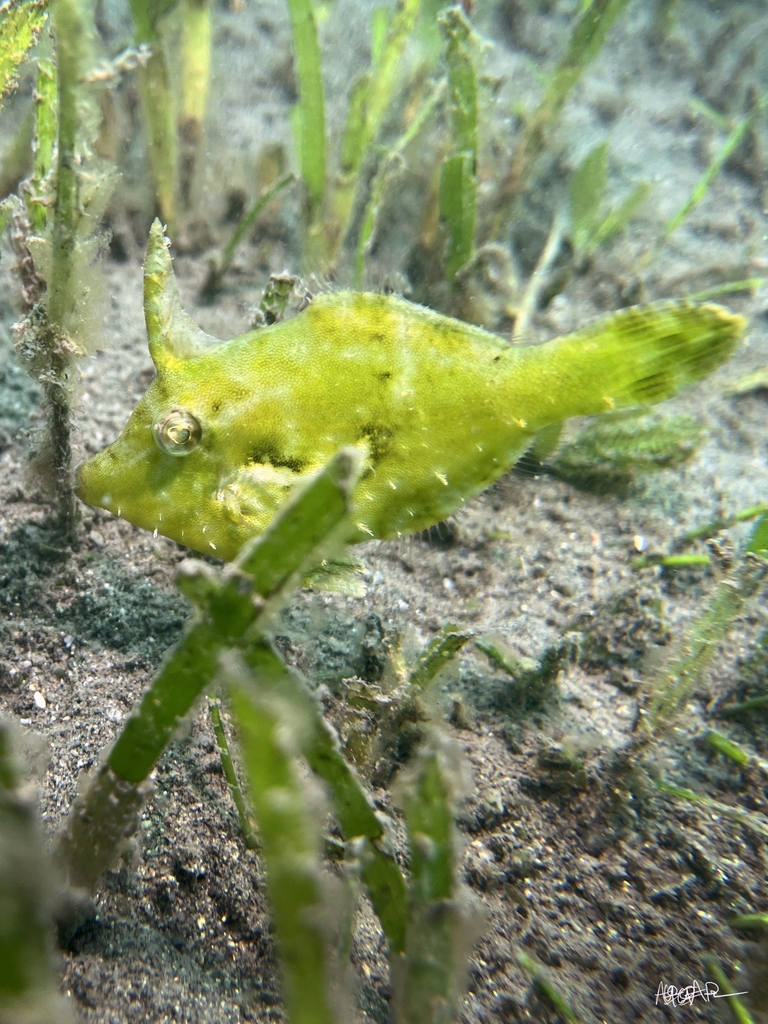 食玻璃海葵单棘鲀参考实拍 3