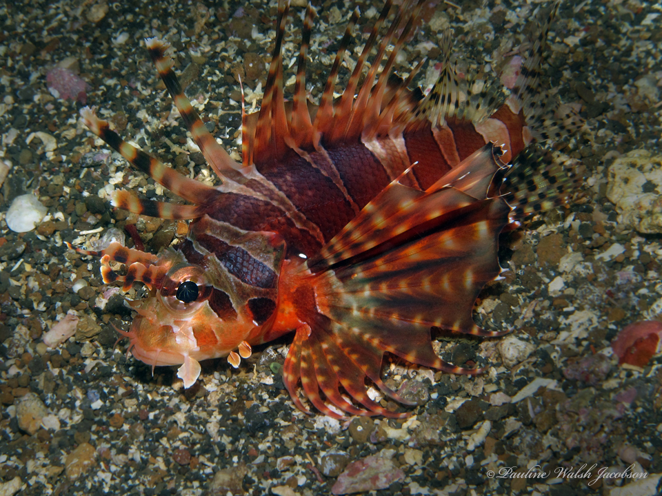 斑马短鳍蓑鲉参考实拍 1