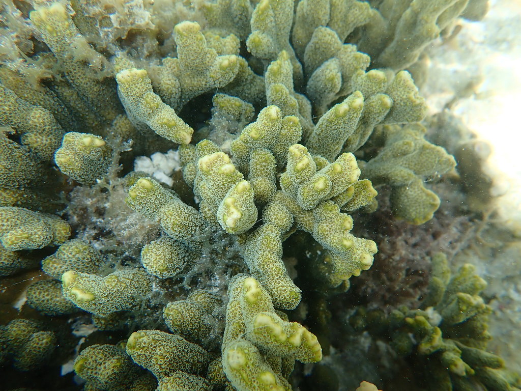 指形蔷薇珊瑚参考实拍 1