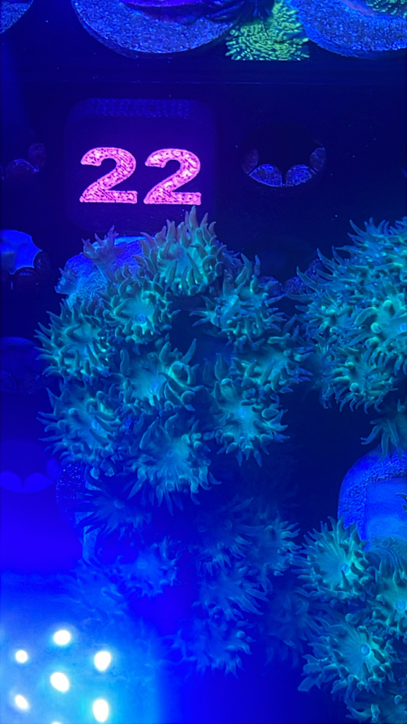 邓肯珊瑚参考实拍 2