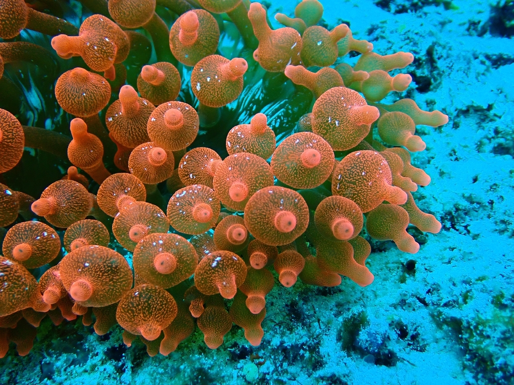 奶嘴海葵参考实拍 1