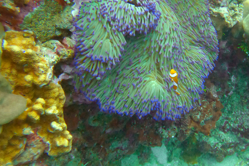 公主海葵参考实拍 1