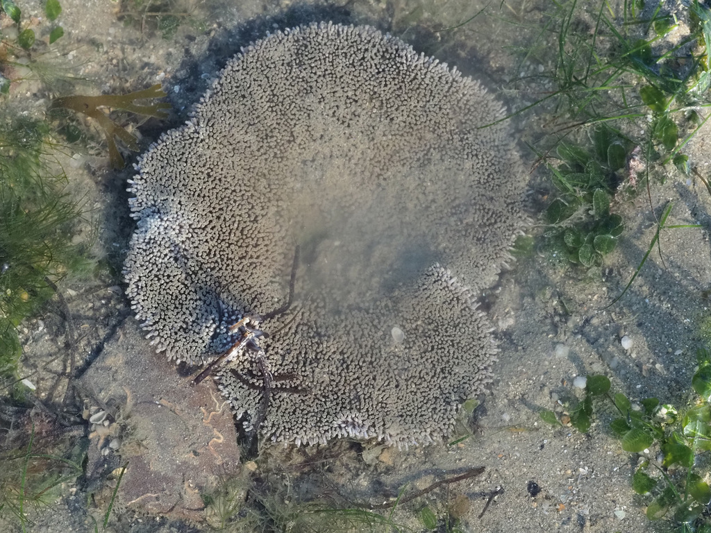 地毯海葵参考实拍 1