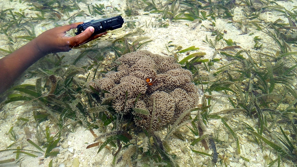 巨型地毯海葵参考实拍 1