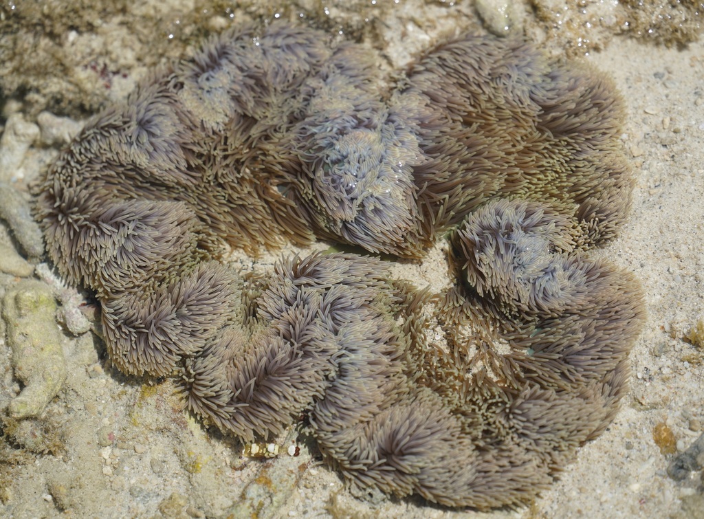 巨型地毯海葵参考实拍 2