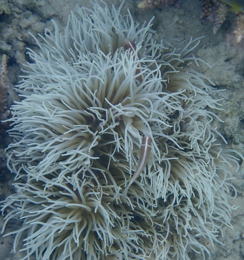 紫点海葵参考实拍 1