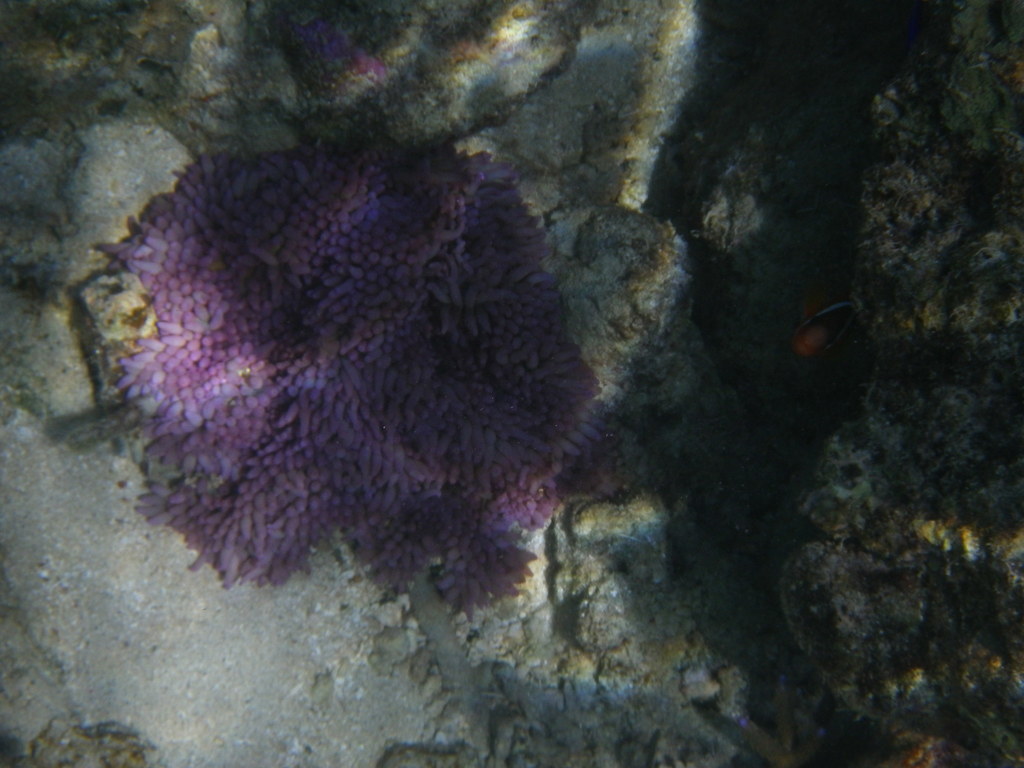 紫点海葵参考实拍 2