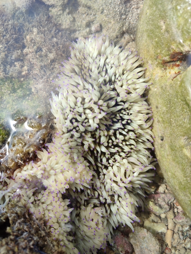 紫点海葵参考实拍 3