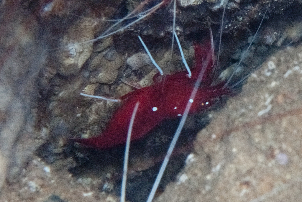 火焰虾参考实拍 2